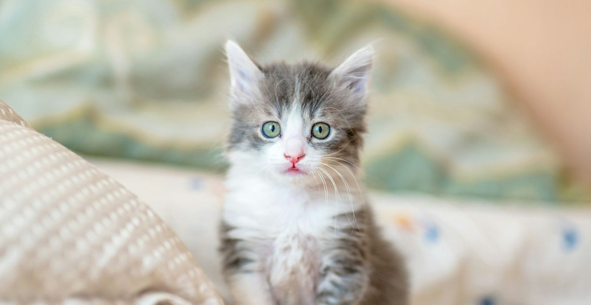 Handling Separation Anxiety in Kittens During Cat Boarding